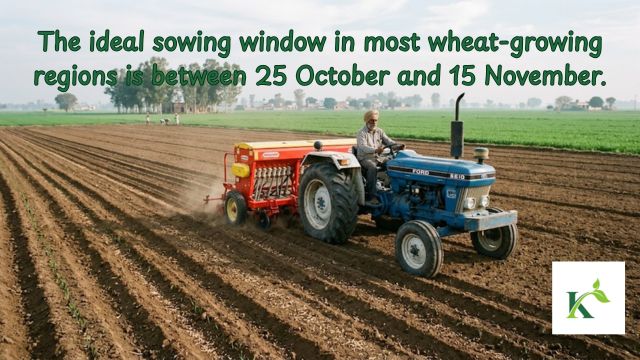 wheat sowing time mid october to november